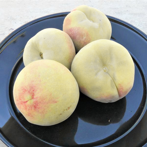 Salish Summer Peach Tree - Image 3