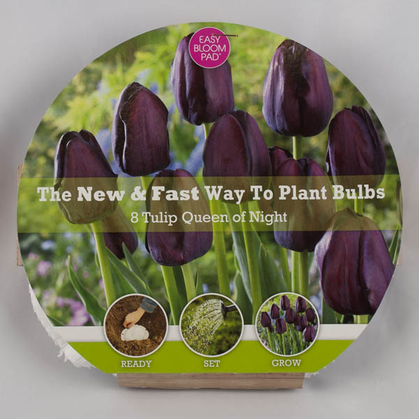 Queen of the Night Tulip Easy Bloom Pad