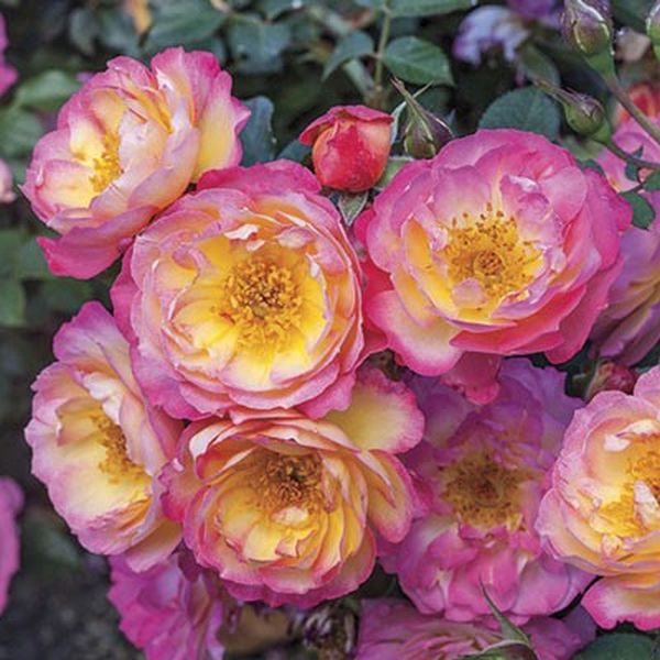 Rainbow Happy Trails™ Rose