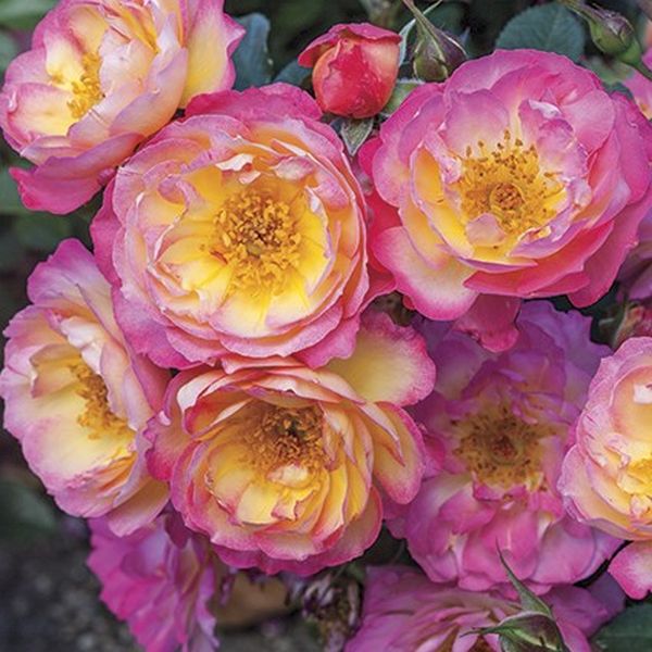Rainbow Happy Trails™ Rose - Image 3