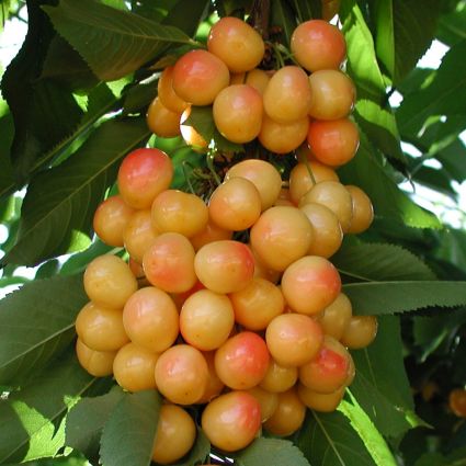 Rainier Cherry Tree - Image 3