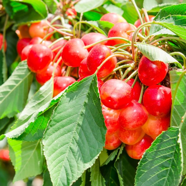 Rainier Cherry Tree - Image 2