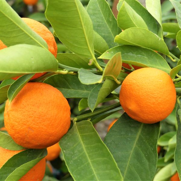 Rangpur Lime Tree - Image 4