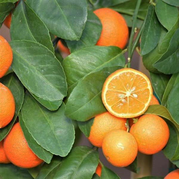 Rangpur Lime Tree - Image 3