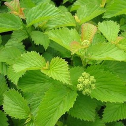 Raspberry Tart Viburnum - Image 4