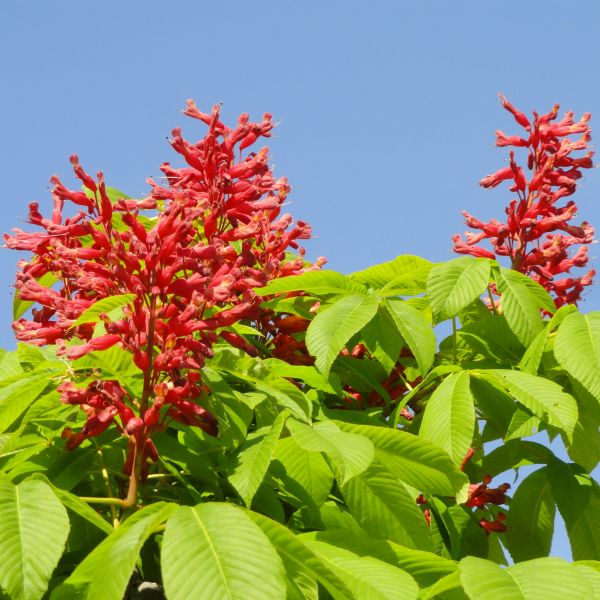 Red Buckeye - Image 3