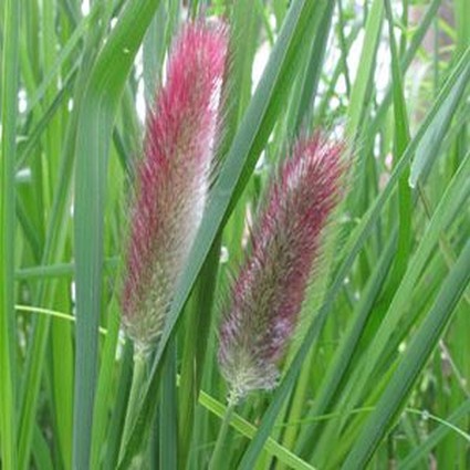 Red Bunny Tails Fountain Grass - Image 3