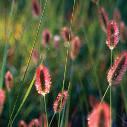 Red Bunny Tails Fountain Grass - Image 4