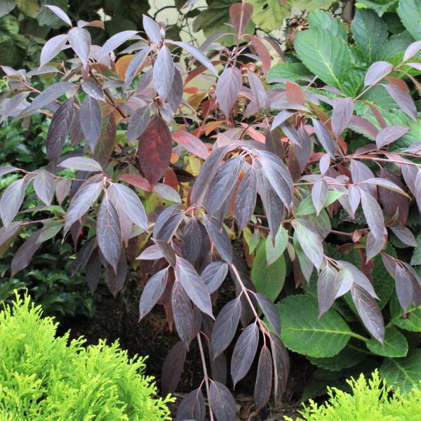 Red Rover® Dogwood - Image 4