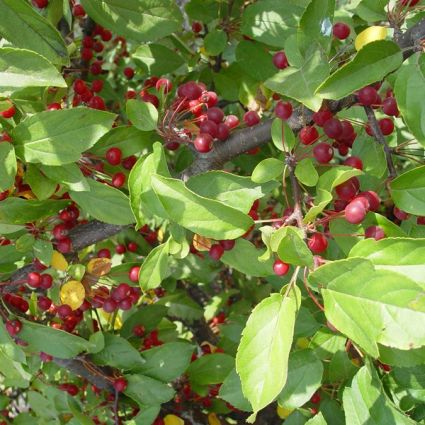 Red Sargent Crabapple Tree - Image 3