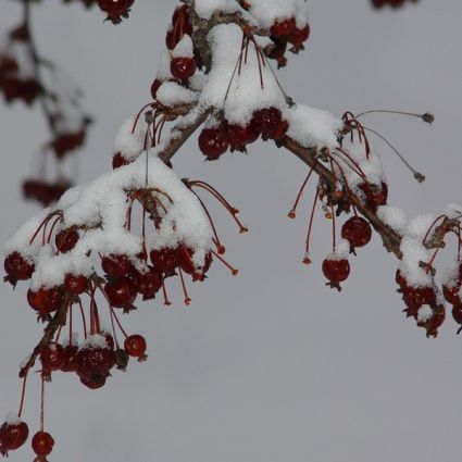 Red Sargent Crabapple Tree - Image 5