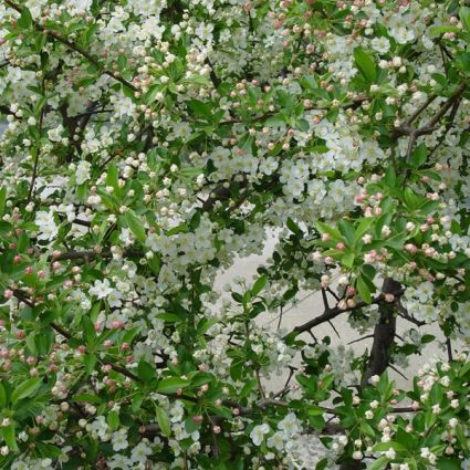 Red Sargent Crabapple Tree - Image 4