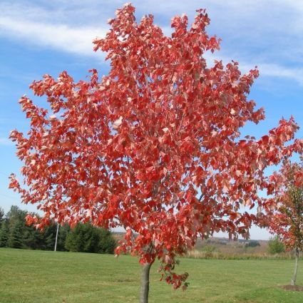 Red Sunset Maple - Image 4