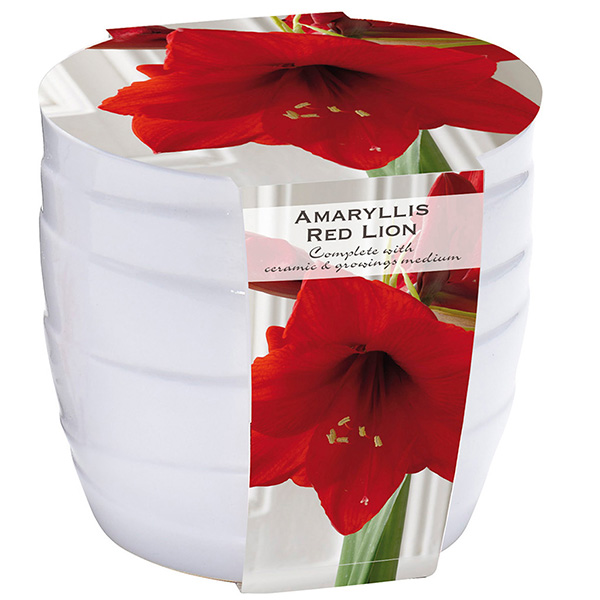 Amaryllis in White Ceramic Pot
