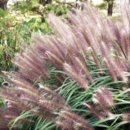 Redhead Fountain Grass - Image 3