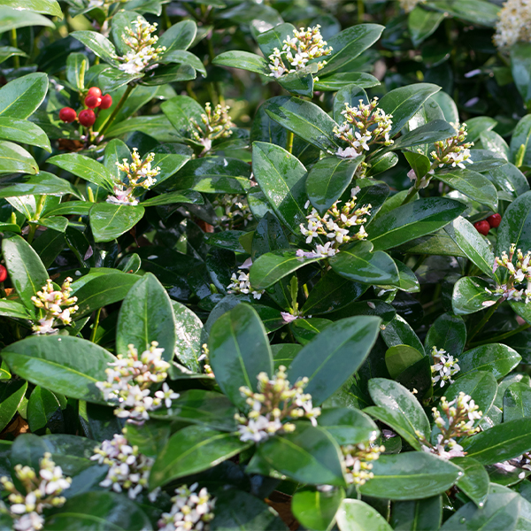 Reeve's Skimmia - Image 3