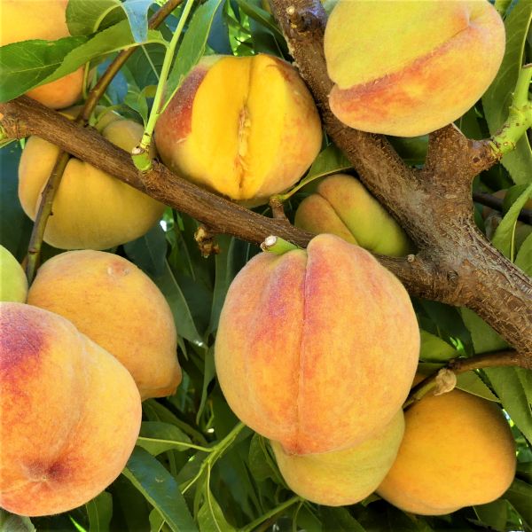 Reliance Peach Tree - Image 5