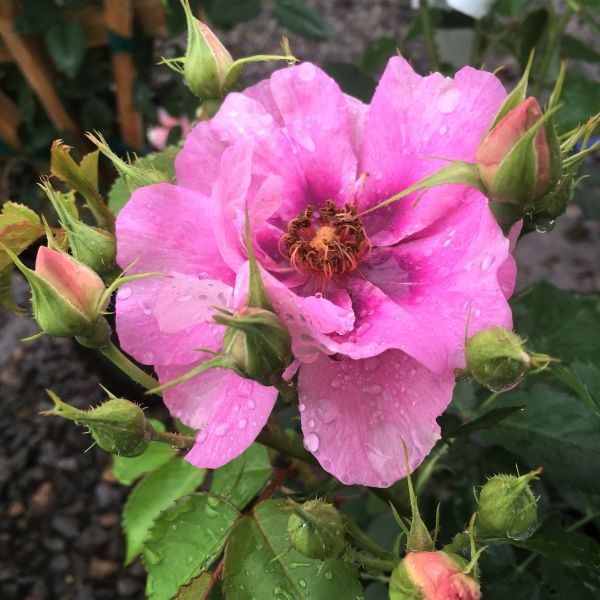 Easy on the Eyes™ Rose - Image 2