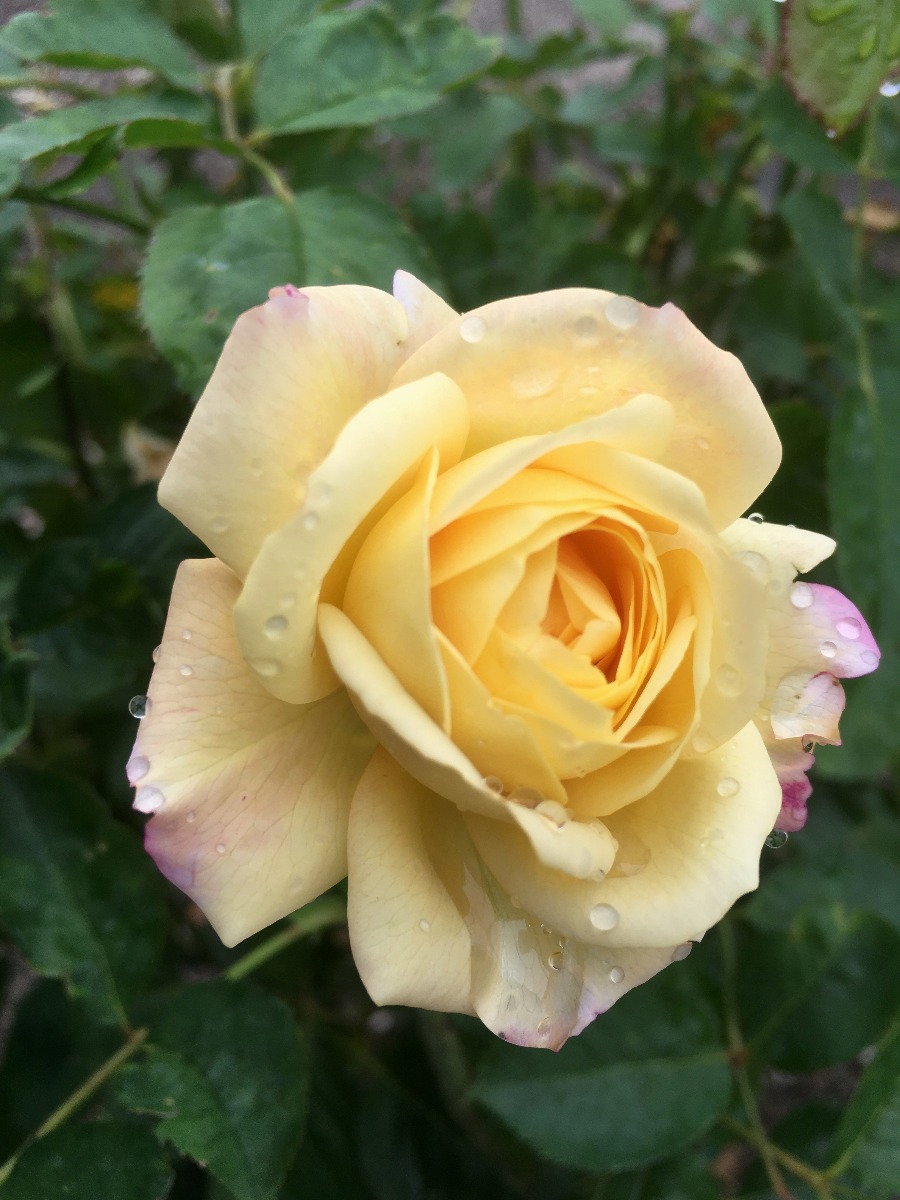 Life of the Party™ Rose - Image 4