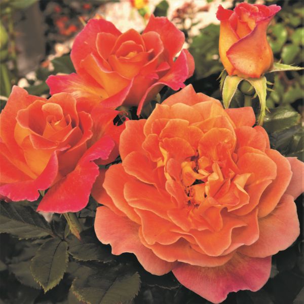 Rosie the Riveter™ Rose