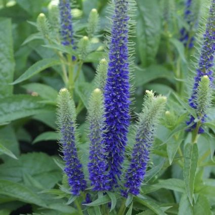 Royal Candles Speedwell Veronica - Image 3