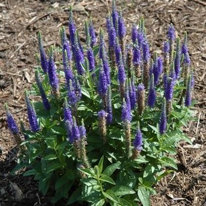 Royal Candles Speedwell Veronica - Image 5