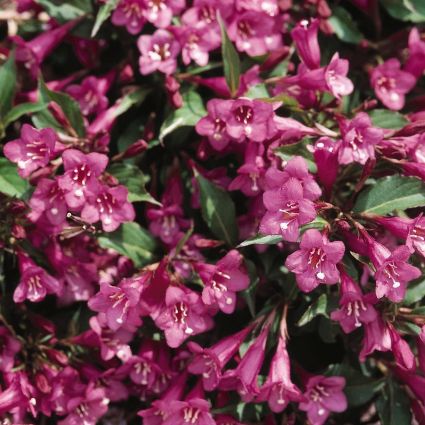 Rumba Weigela