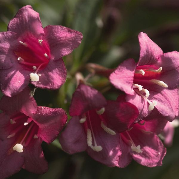Rumba Weigela - Image 3