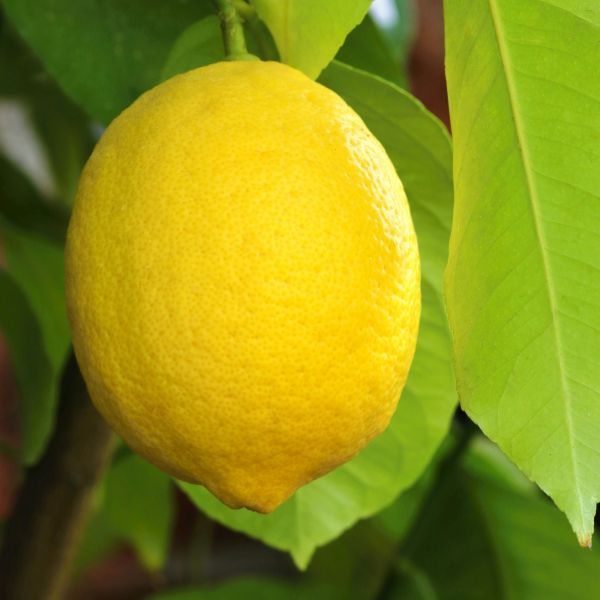 Santa Teresa Lemon