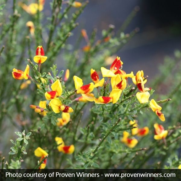 Sister Disco® Scotch Broom