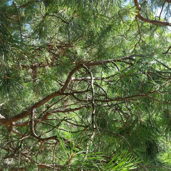 Scotch Pine - Image 3