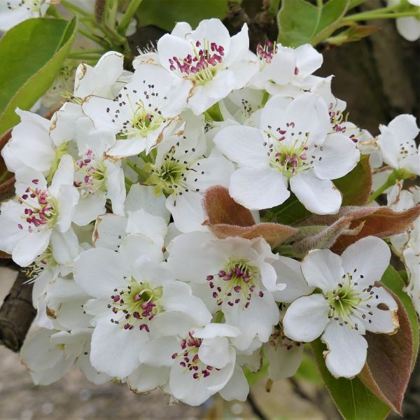 Shinseiki Pear Tree - Image 5