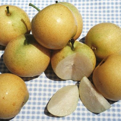 Shinseiki Pear Tree - Image 4