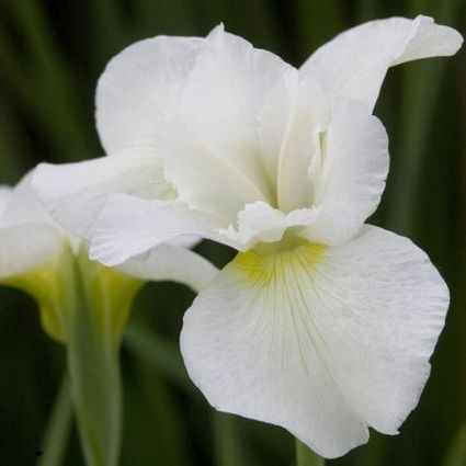 Butter and Sugar Iris - Image 5
