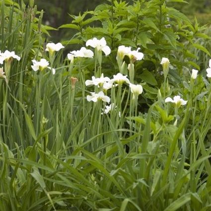 Butter and Sugar Iris