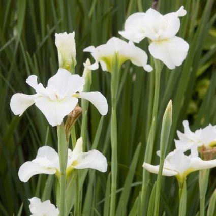 Butter and Sugar Iris - Image 3