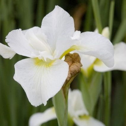 Butter and Sugar Iris - Image 4
