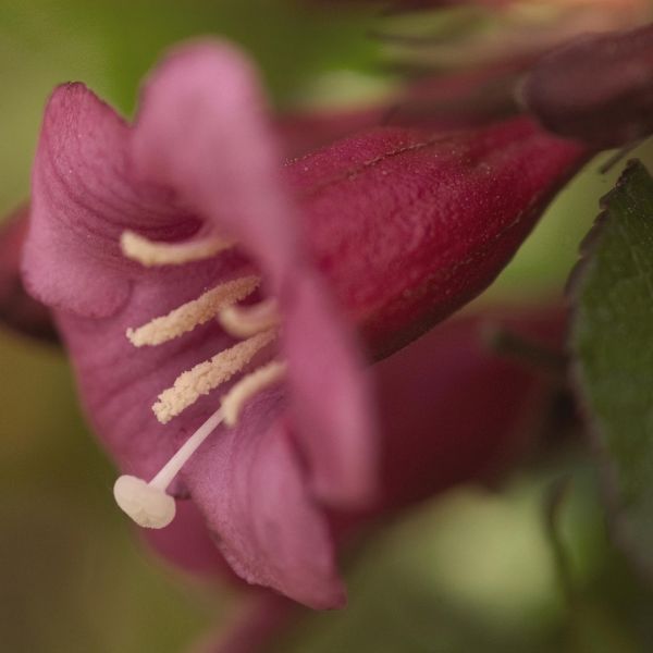 Rumba Weigela - Image 4