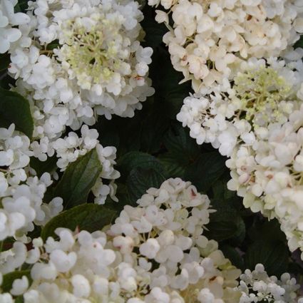 Silver Dollar Hydrangea - Image 5