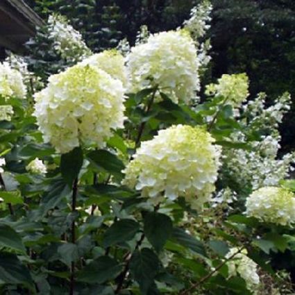 Silver Dollar Hydrangea - Image 3