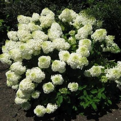Silver Dollar Hydrangea