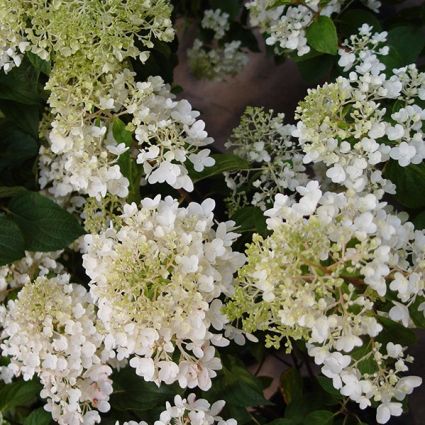 Silver Dollar Hydrangea - Image 4