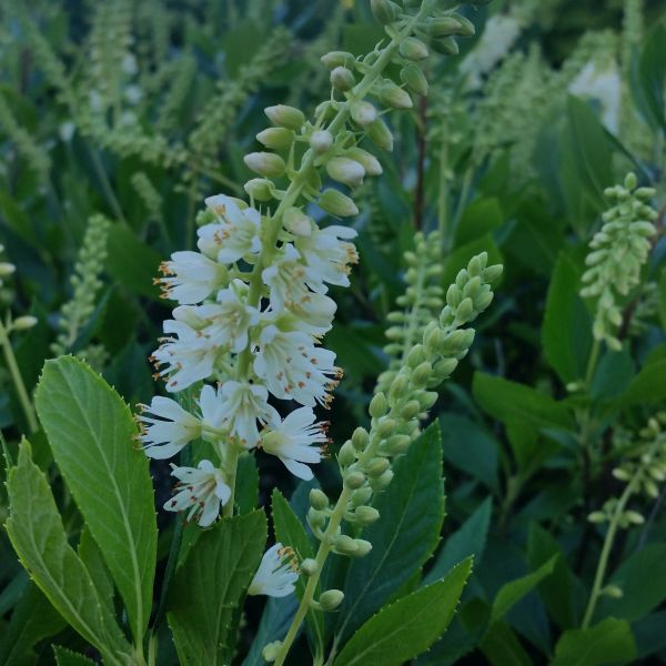 Sixteen Candles Summersweet - Image 3