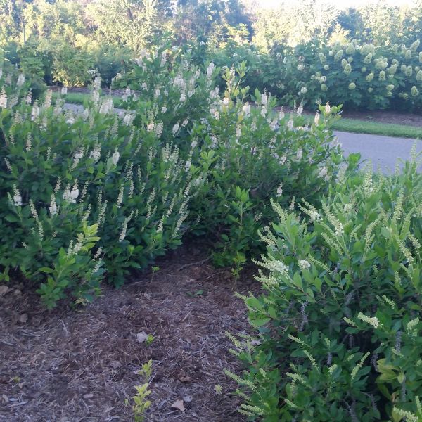 Sixteen Candles Summersweet - Image 4