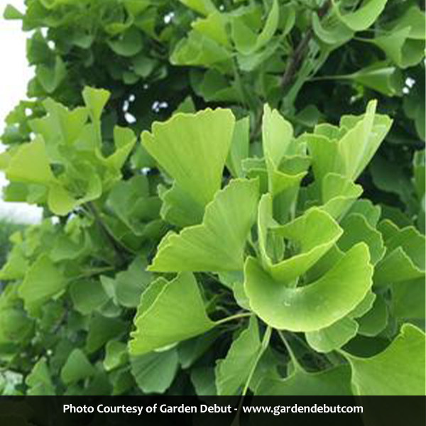 Sky Tower™ Ginkgo - Image 3