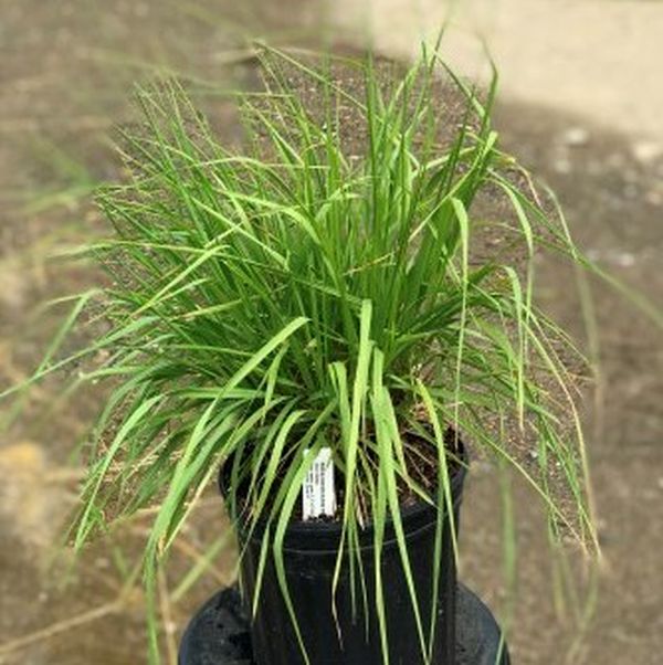 Skyracer Purple Moor Grass - Image 4