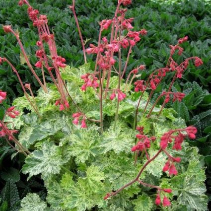 Snow Angel Coral Bells
