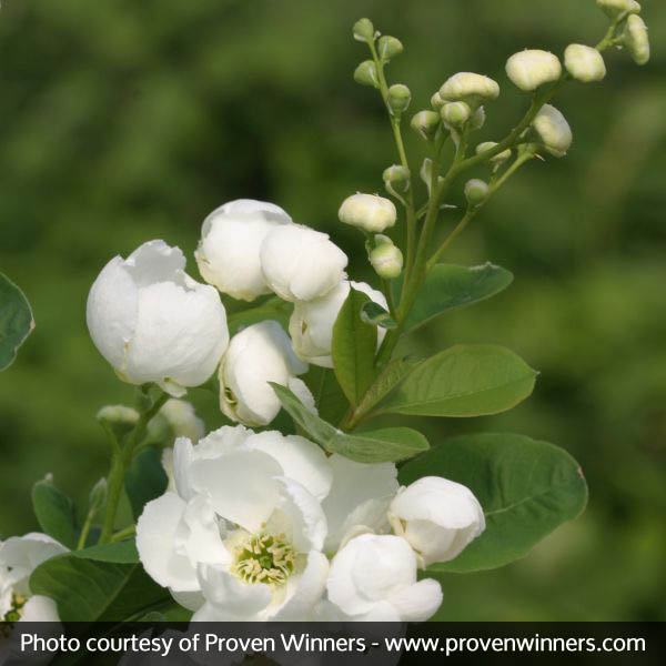 Snow Day® Blizzard Pearlbush - Image 3