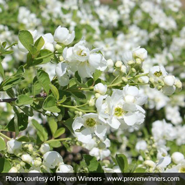 Snow Day® Blizzard Pearlbush