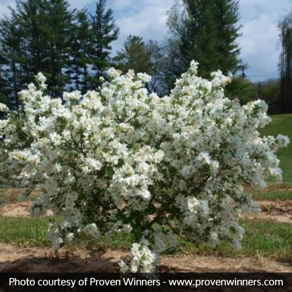 Snow Day® Blizzard Pearlbush - Image 5